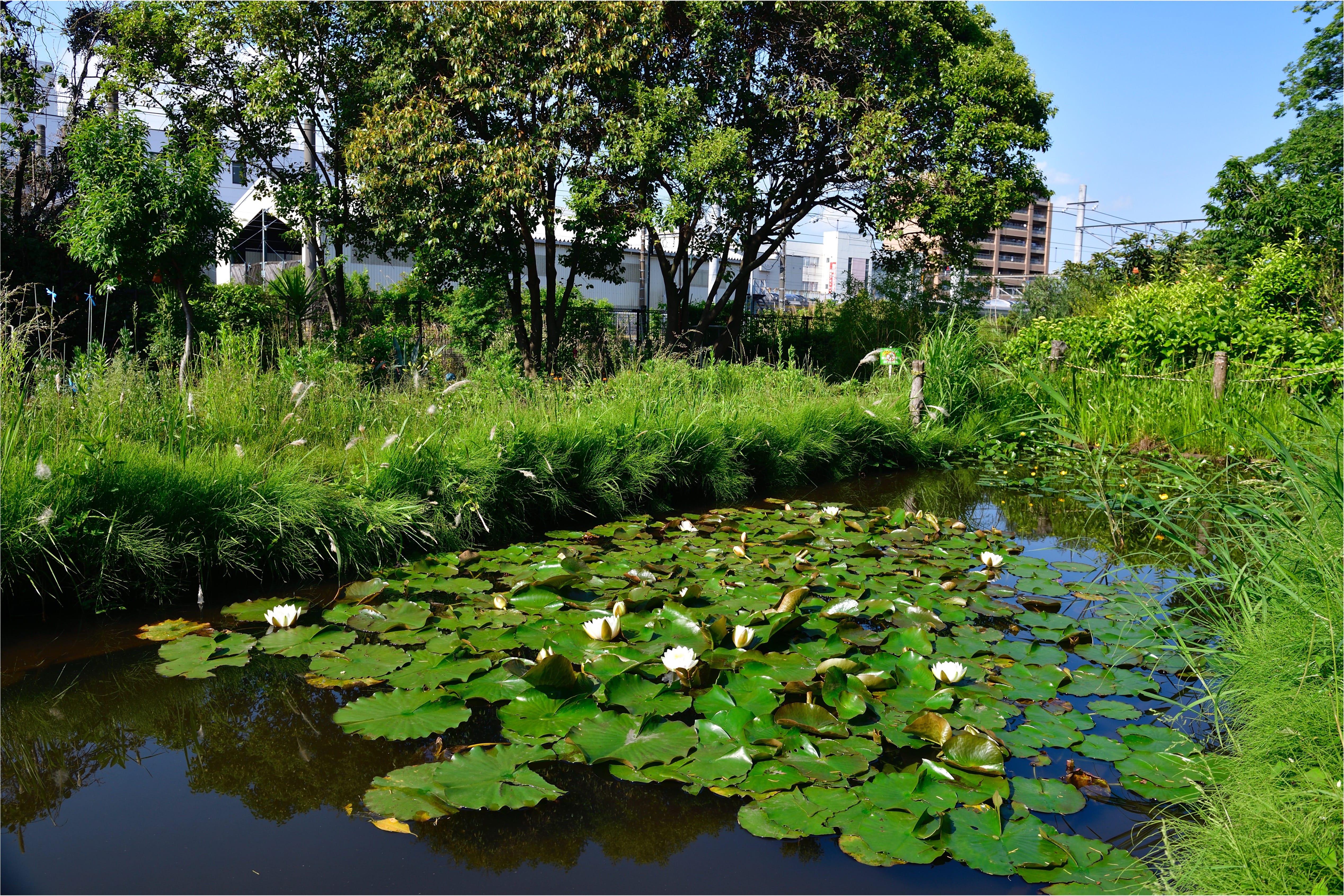 自然環境の学び舎としてビオトープを提供